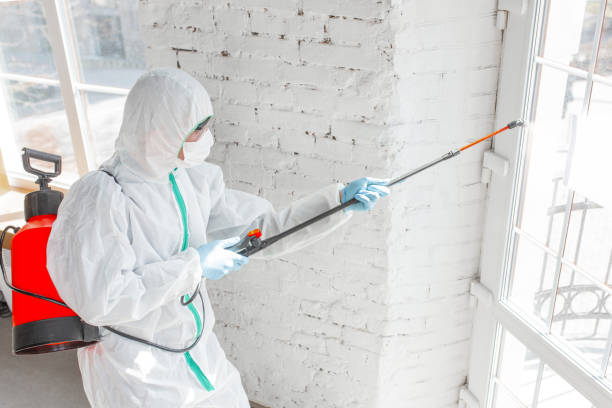 Best Black Mold Removal  in Maricopa, CA